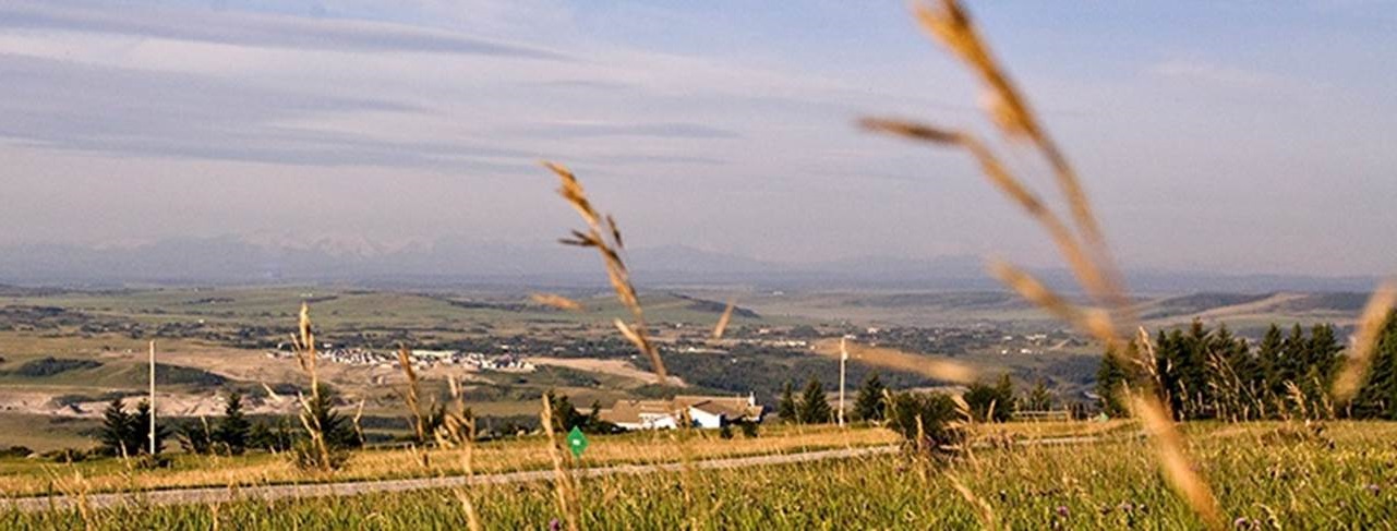 A field of grass with a city in the background

Description automatically generated